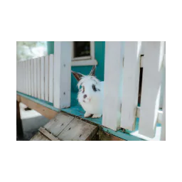 Fotografía de un animal publicada por Tierschutzverein Traunstein und Umgebung e.V.