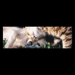 Cat and dog banner published by Tierheim Waldkraiburg