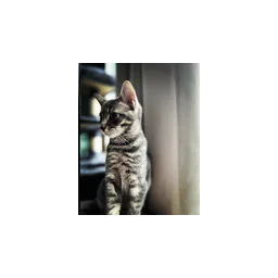 Gato fotografiado por Timmins & District Humane Society