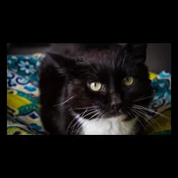 Cat pictured on Tree House Humane Society's official website