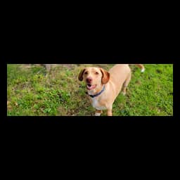 Cão fotografado no site oficial de Wags and Wiggles Rescue