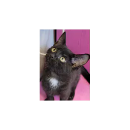 Washburn County Area Humane Society logo