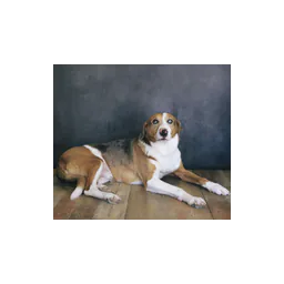 Chien photographié sur le site officiel de Weatherford Animal Shelter