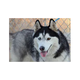 Dog pictured on the West Jordan Animal Services website