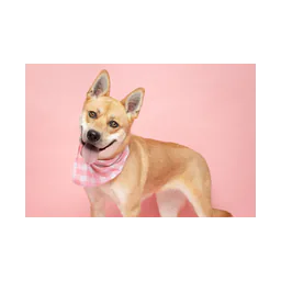Official profile image of West Valley Humane Society