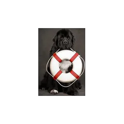 logotipo Who Rescued Who Humane Society