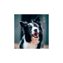 Perro fotografiado por Wichita Animal Services