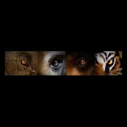 Wildlife Friends Foundation Thailand logo