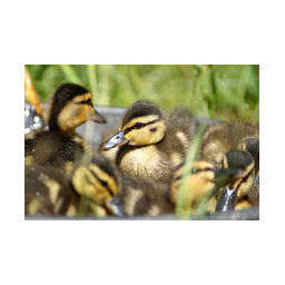 Animal photograph published by undefined