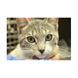 Cat pictured on the official Wiregrass Spay/Neuter Alliance website