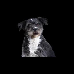 Perro fotografiado en el sitio oficial de Yavapai Humane Society