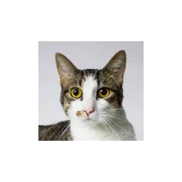 York Adopt-A-Pet logo