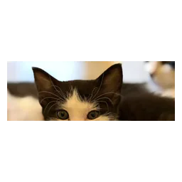 Cat pictured on the official website of Yorkshire Cat Rescue