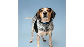 Logotipo oficial de Young-Williams Animal Center
