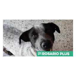 logotipo Animalistas de Rosario