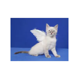 Kitten photograph on the official Cat Angels Pet Adoptions website
