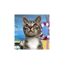 Fotografía de gato mostrada en el sitio oficial de Cats Angels, Inc. SPCA