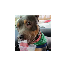 Fotografía de un perro en la página oficial de Cumberland Animal Control