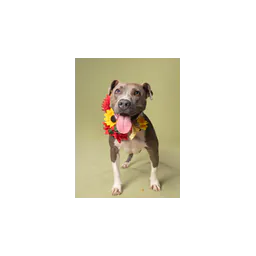 Dog pictured on the official website of Fulton County Animal Services