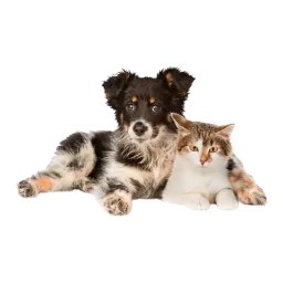 Cachorro y gatito fotografiados en el sitio oficial de Happy Paws Regional Clinic
