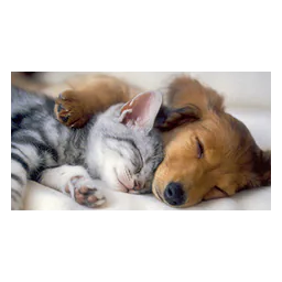 Puppy and kitten pictured on Moreno Valley’s official adoption page