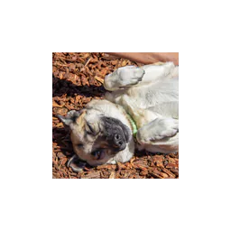 Dog lying on its back, pictured on the official Napa County animal shelter website