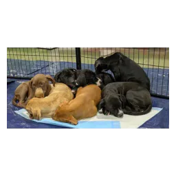 Puppies pictured on the official No Dogs Left Behind website