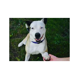 Perro fotografiado en el sitio oficial de Quad City Animal Welfare Center