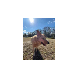 Dog pictured on the official website of Sammie's House Animal Sanctuary