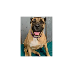 Dog pictured on the official website of The Marshmallow Animal Shelter