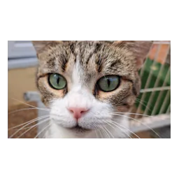 Fotografía de animal de la web oficial de Tierhilfe Mallorca – Fundación Arche Noah