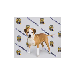 Perro fotografiado en la página oficial de adopciones de Turlock Animal Shelter