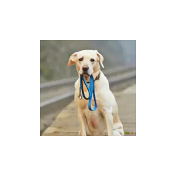 Dog holding a blue leash in the official Vidor lost-pet and adoption section